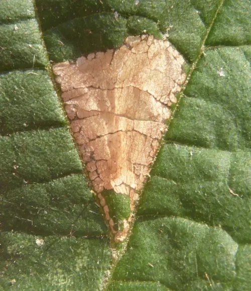 Parornix devoniella - photo 6