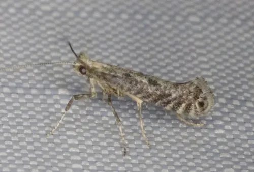 Parornix dubitella - Hodges#0671