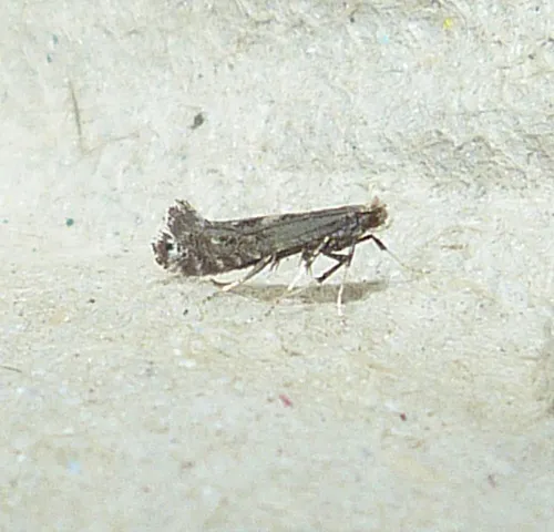 Parornix finitimella