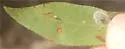 Unspotted Tentiform Leafminer Moth - Hodges#0673