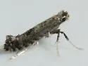 Unspotted Tentiform Leafminer Moth - Hodges#0673 - photo 3