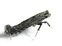 Unspotted Tentiform Leafminer Moth - Hodges#0673 - photo 4