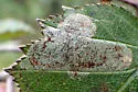 Parornix inusitatumella - Hodges#0675