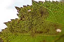 Parornix inusitatumella - Hodges#0675 - photo 2
