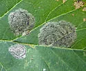 Parornix inusitatumella - Hodges#0675 - photo 3