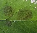 Parornix inusitatumella - Hodges#0675 - photo 4