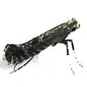Parornix n. sp. "T" - Parornix n-sp-t