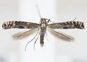 Parornix n. sp. "T" - photo 3