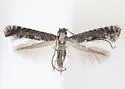 Parornix n. sp. "T" - photo 4