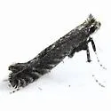 Parornix n. sp. "T" - photo 5