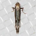 Parornix n sp - Hodges#0686.97 - photo 4