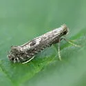 Parornix obliterella - Hodges#0678 - photo 2
