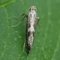 Parornix obliterella - Hodges#0678 - photo 3