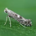 Parornix obliterella - Hodges#0678 - photo 4