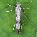 Parornix obliterella - Hodges#0678 - photo 5