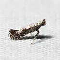 Parornix peregrinaella - Hodges#0679