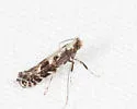 Parornix peregrinaella - Hodges#0679 - photo 2
