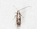Parornix peregrinaella - Hodges#0679 - photo 3