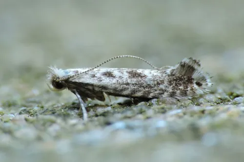Parornix scoticella