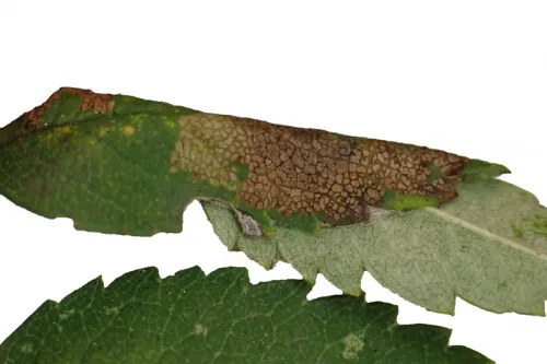 Parornix scoticella - photo 2