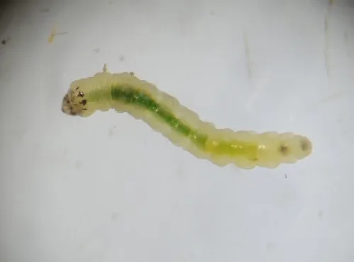 Parornix scoticella - photo 3