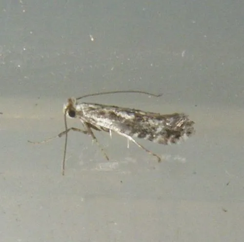 Parornix scoticella - photo 4