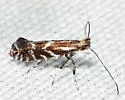 Parornix spiraeifoliella - Hodges#0682 - photo 2