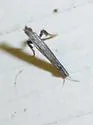 Parornix texanella - Hodges#0684 - photo 4