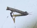 Parornix texanella - Hodges#0684 - photo 5