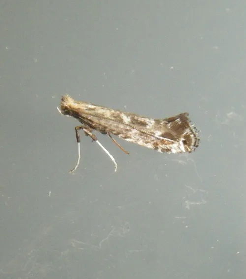 Parornix torquillella