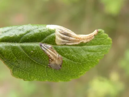 Parornix torquillella - photo 2
