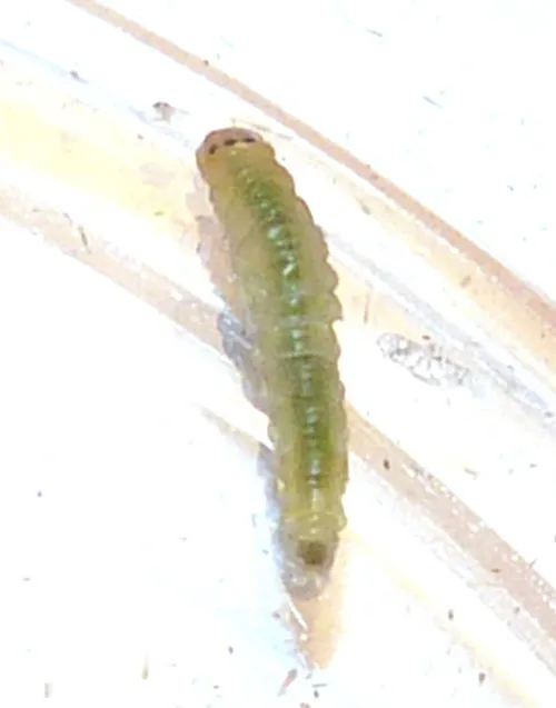 Parornix torquillella - photo 3