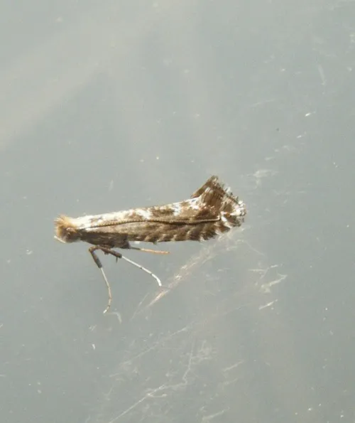 Parornix torquillella - photo 4