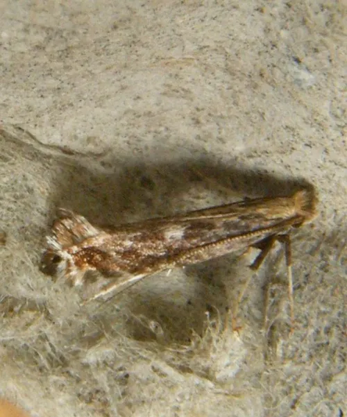 Parornix torquillella - photo 5