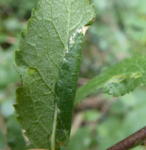 Parornix torquillella - photo 6