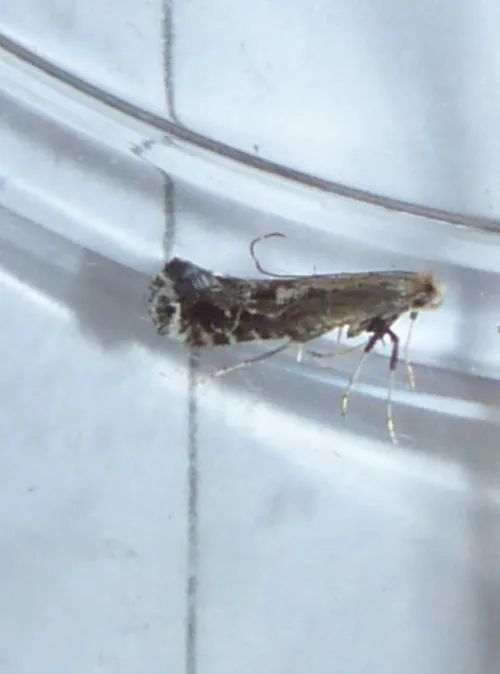 Parornix torquillella - photo 7