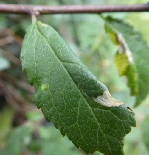 Parornix torquillella - photo 8