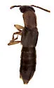 Parothius californicus - Parothius californicus