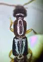 Parothius californicus - photo 3