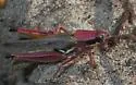 Atlantic Grasshopper - Paroxya atlantica