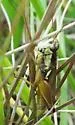 Atlantic Grasshopper - photo 2