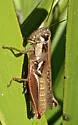 Atlantic Grasshopper - photo 3