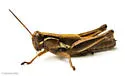 Atlantic Grasshopper - photo 4