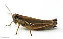 Atlantic Grasshopper - photo 5