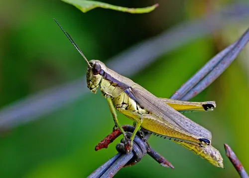 Olive-green Swamp Grasshopper