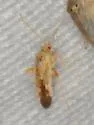 Parthenicus baccharidis