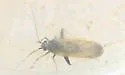 Parthenicus basicornis