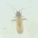 Parthenicus basicornis - photo 2