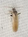 Parthenicus basicornis - photo 3