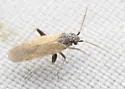 Parthenicus basicornis - photo 4